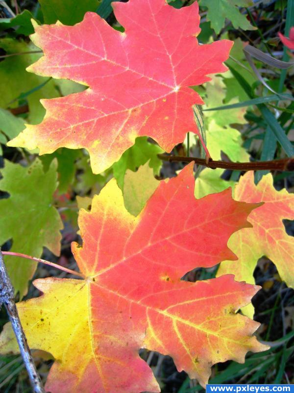 Fall leaves